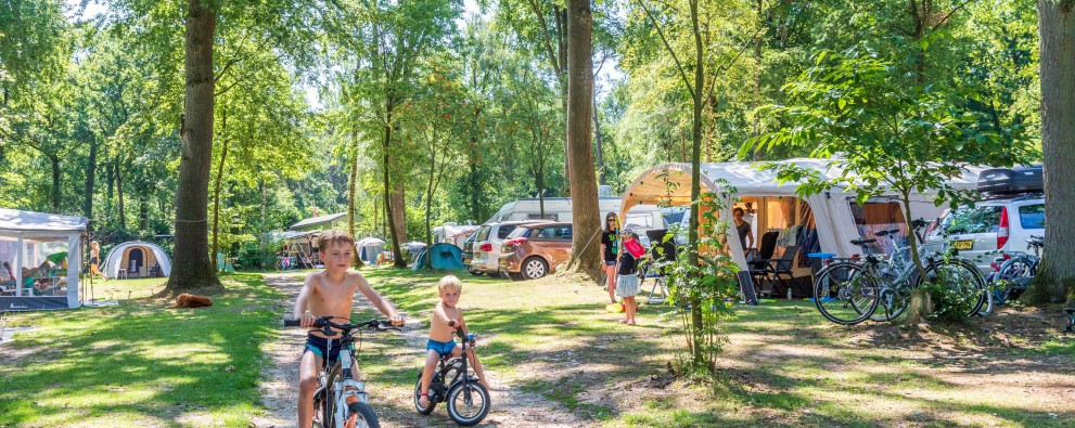Camping Veluwe met hond kamperen