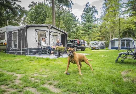Vakantie Veluwe met hond
