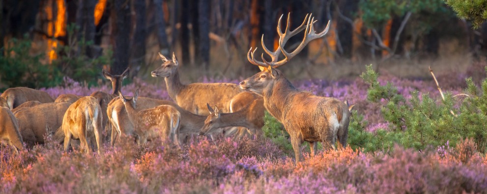 Groep herten Veluwe